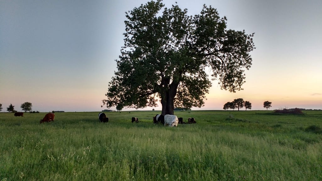 “This grass got ahead of us last June. But since it was early in the season, even headed-out grass was palatable. Sometimes you just can’t have all the paddocks just right at the right time, but that’s the aim.