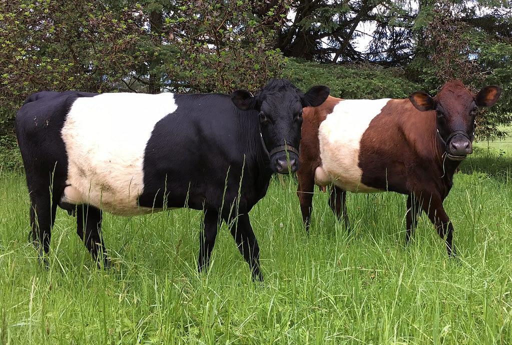 Dutch Belted cows