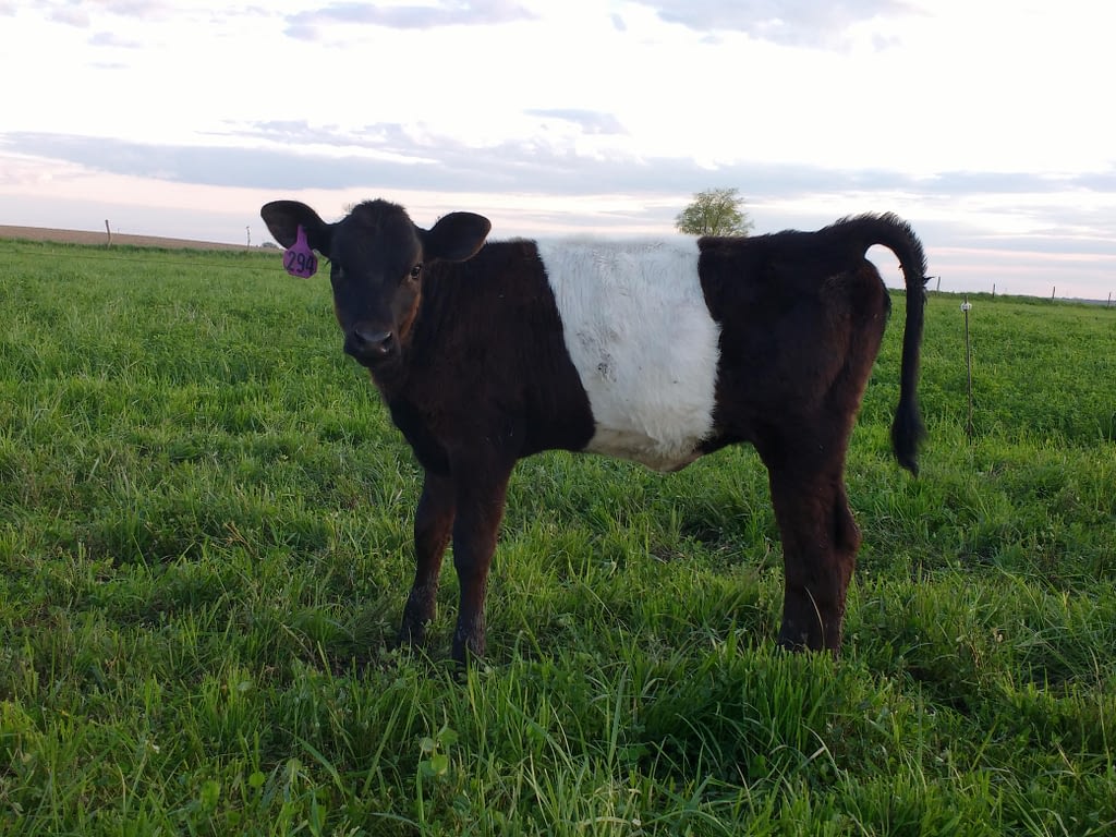 Dutch Belted calf