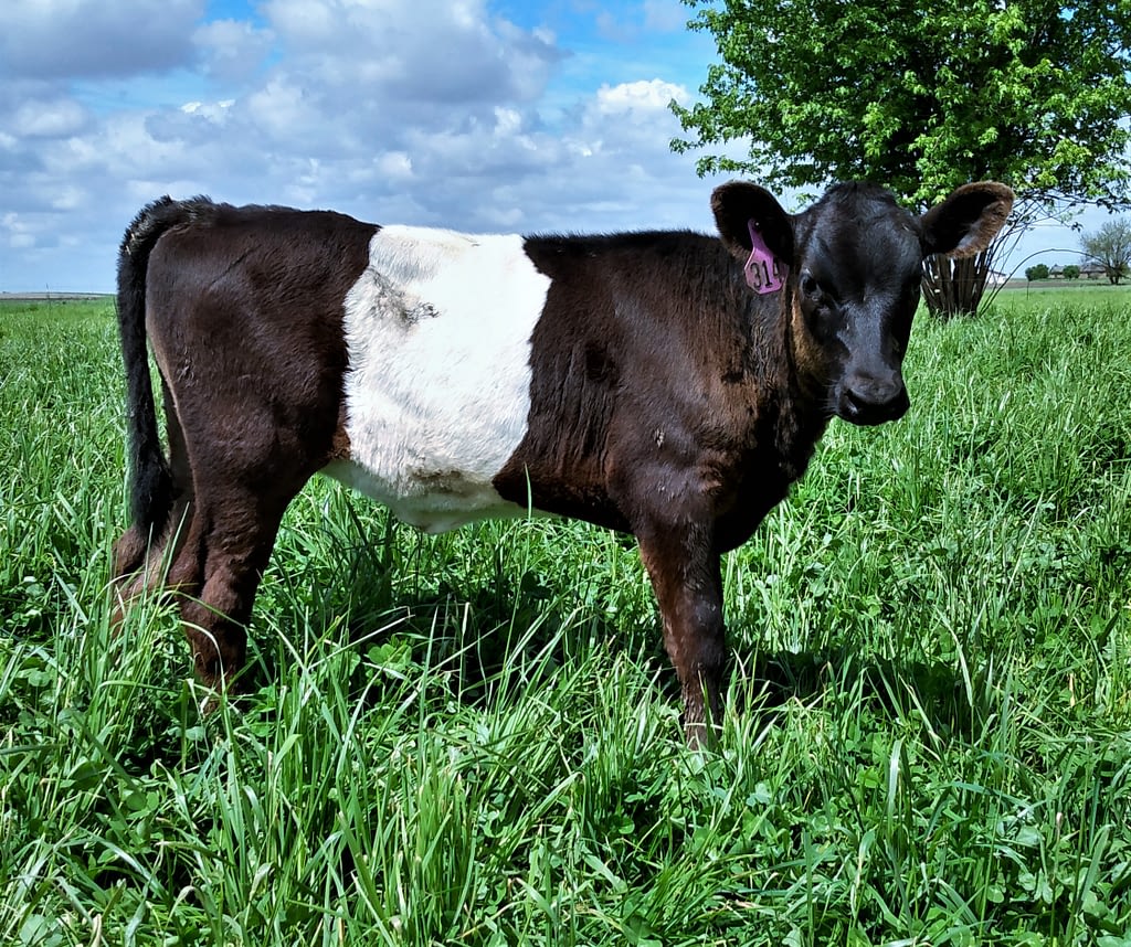 Happy Dream Dutch Belted calf