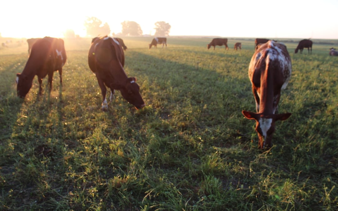 Fall Grazing—Saving the Best for Last