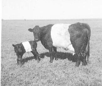 old photo of O'Neill Dutch Belted cow and calf