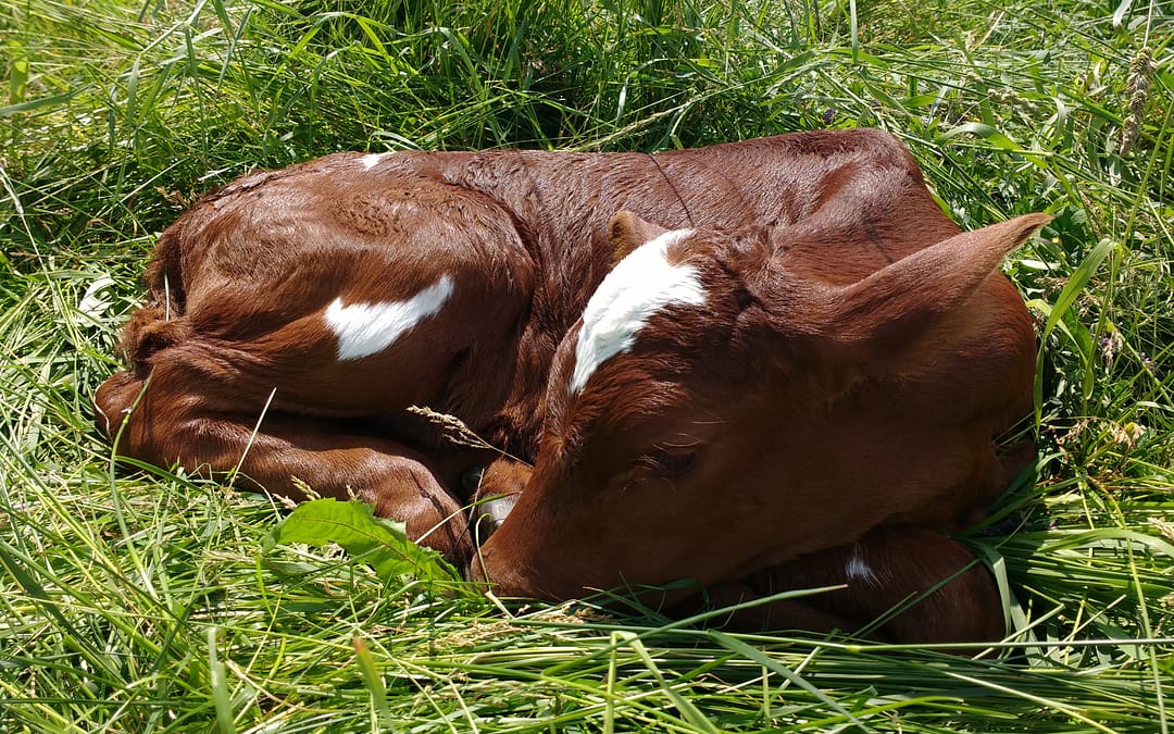 newborn Milking Shorthorn calf