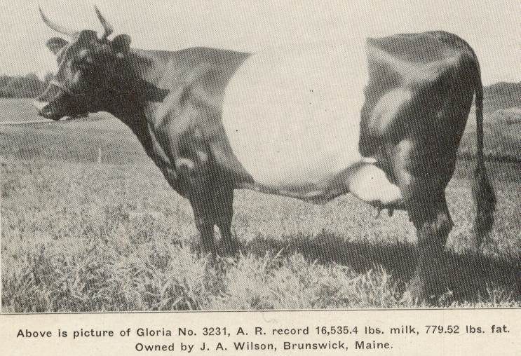 Dutch Belted cow from 1929