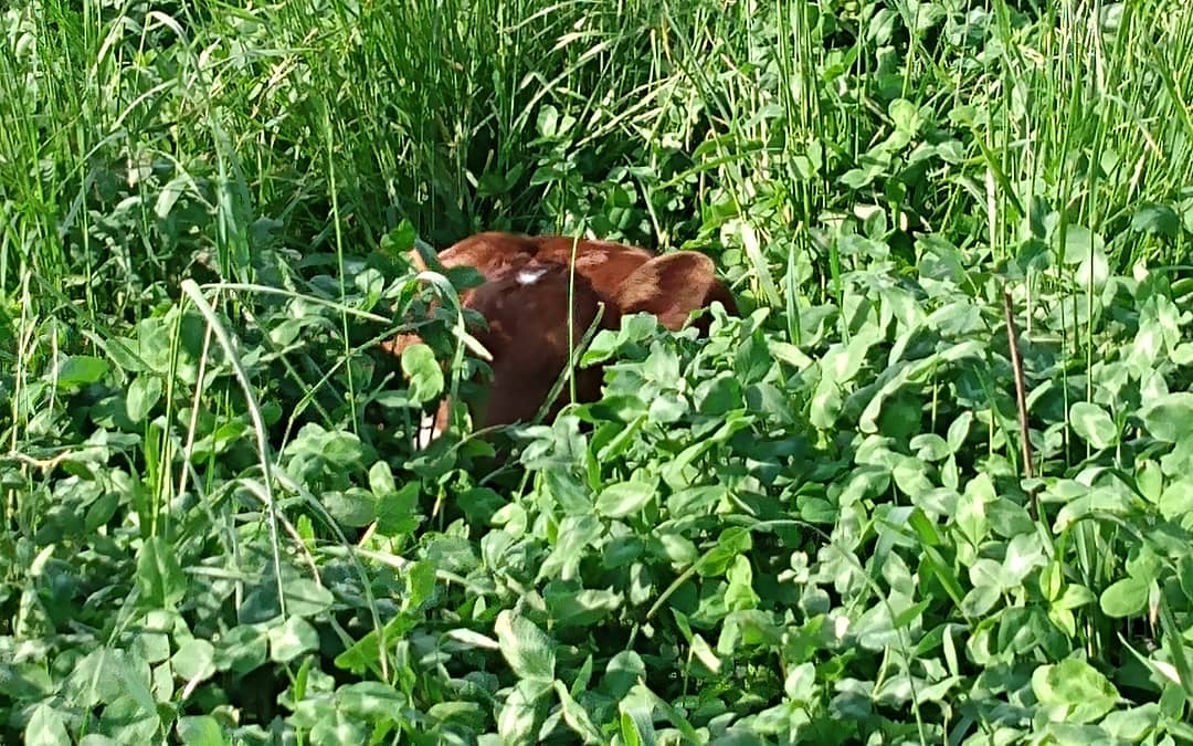 Calf hiding in tall grass