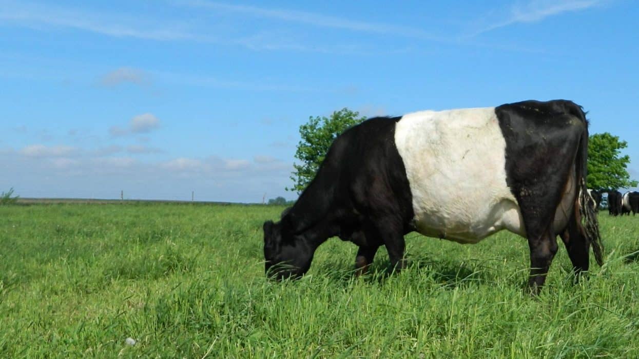 Dutch Belted cow grazing