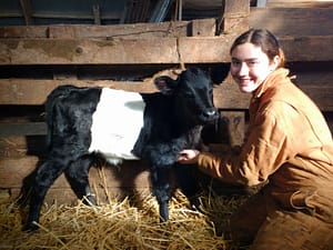 Dutch Belted heifer calf