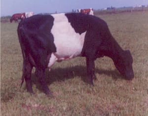 This is Jaimie, one of the first heifers we got from the O'Neill herd. In her second lactation, she gave 23,000 pounds of milk, which was the most in the herd at the time.