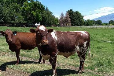 Introducing Polled, Native, A2/A2 Milking Shorthorn Bull: Finocchio-N-P