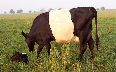 Our Cows Come with Their Own Hormones