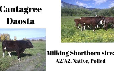 A2/A2, Native, Polled Milking Shorthorn sire: Cantagree Duca Daosta N P