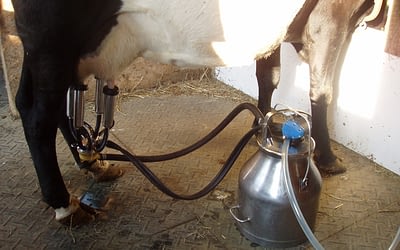 Training Heifers to Milk