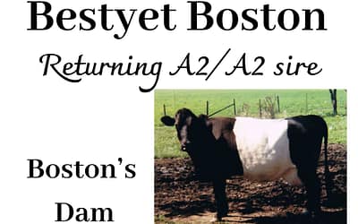Bestyet Boston – returning A2/A2 sire