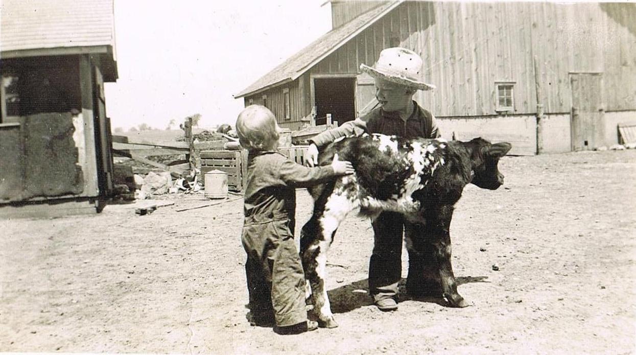 Kenneth Hoffman and his brother Howard with a new dual-purpose Milking Shorthorn calf in 1942.